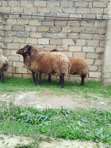 Dovşanlar: Qala cınsı qoçluq 1yaş 6aylıq — 2