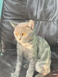 tükü olmayan pişik: Şotland, Erkək, Yaxşı əllərə, Ünvandan götürmə, Ödənişli çatdırılma, Rayonlara çatdırılma — 10