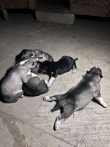 купить хаски щенка: Хаски — 3