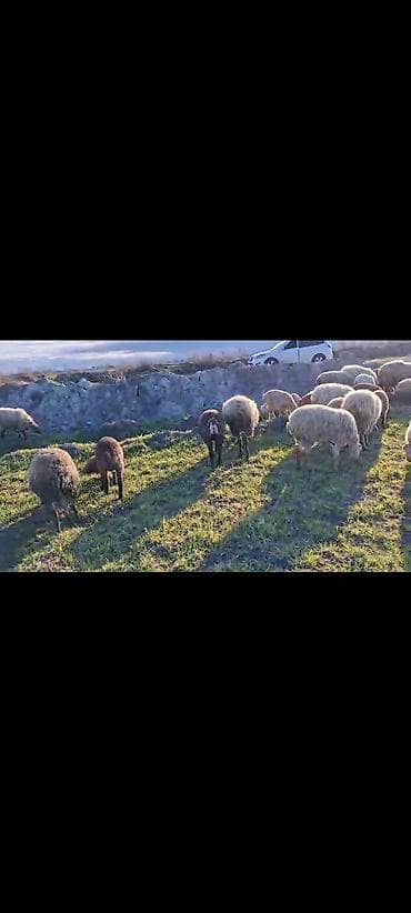 Dişi, il: 1, 40 kq, Damazlıq, Ünvandan götürmə