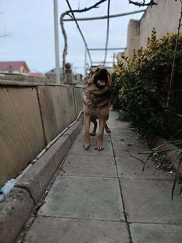 alman peyvendi: Alman çoban iti — 2