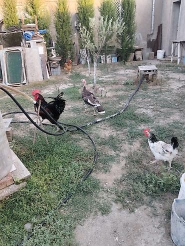 Erkək, Damazlıq