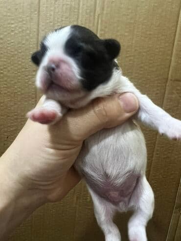 Pekines, Dişi, Ünvandan götürmə lalafo.az -da Pekines, Dişi, Ünvandan götürmə