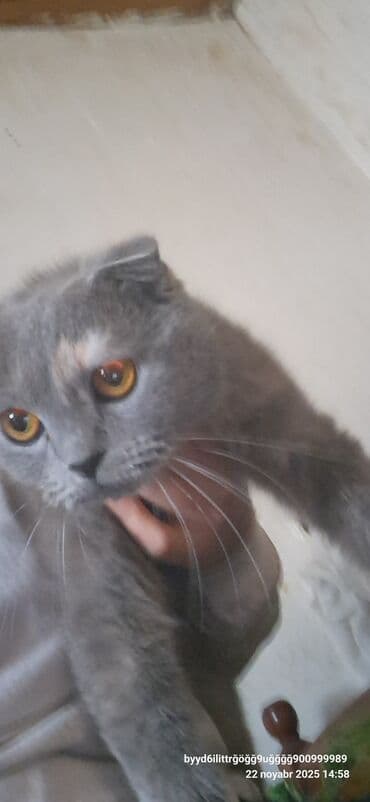 pişik üçün tualet: Şotland yastı qulaq — 2