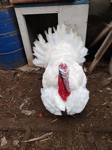 Другие с/х животные: Самец, Kanada, Для разведения, Самовывоз — 2