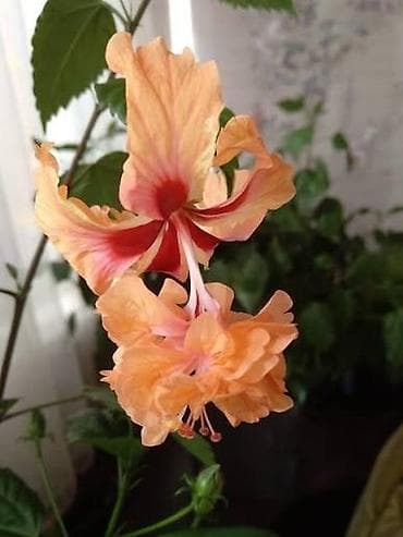 ev gulləri: Nadir sort hibiskus (Hibiscus schizopetalus tipli, şaftalı rəng — 1
