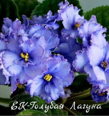 gül şəkilləri profil üçün: 5 — 7