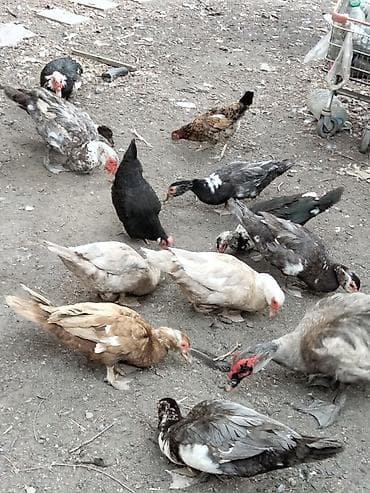 hind quwu: Məhsul: Xoruzdar ordek balalari ana ördəklər satiram Təsvir: - Cins — 7