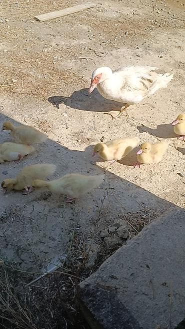 balaca pisik satisi: 17gunluk Aq lal ordey balasi Unvan saray qesebesi — 1