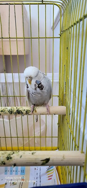 Tutuquşları: Jumbo maya. Bala da verib. Erkəyi yoxdu tək qalıb. Qızğınlıqdan — 4