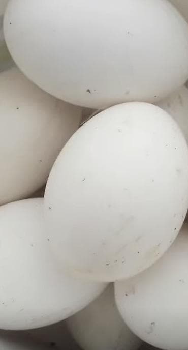 Ev və bağ: Qaz yumurtası satlır. Uru ölçülü qazlardı otla beslenır 95 faız — 1
