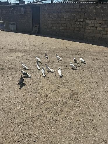 danşan quş: Cütlərdə var içində — 2