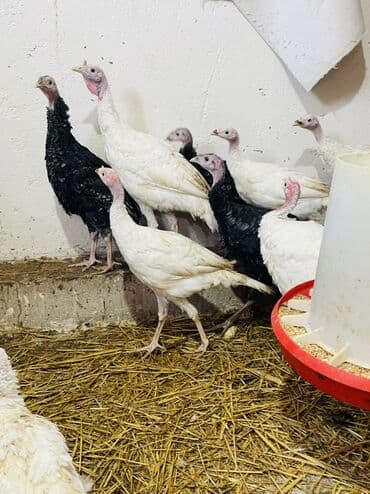 Inəklər, öküzlər: Salam hündüşkalar satılır 2aylıqıdlar1,5kq 2kq cəliləri var həm — 6