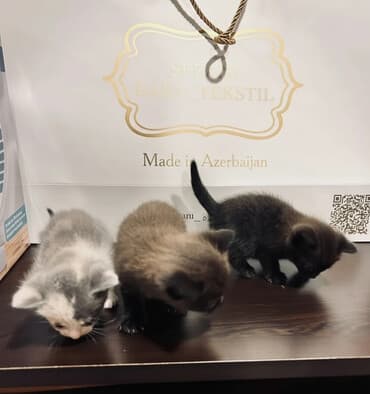 pişik şəkli: Erkək, Dişi, Yaxşı əllərə, Ödənişli çatdırılma — 1