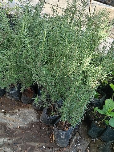 xoruz otu bitkisi: Rozmarin (Rosmarinus officinalis) tingləri – əkilməyə hazır, torflu — 1