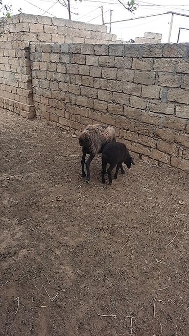 coban iti adları: Qoyun ana balası ilə birlikdə - Cins: ehtimalən yerli — 1