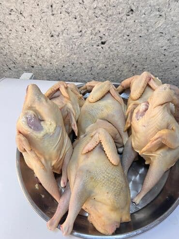 Süd məhsulları və yumurtalar: Tam təmizlənmiş bütöv toyuqlar - Məhsul: bütöv, lələksiz və içi — 1