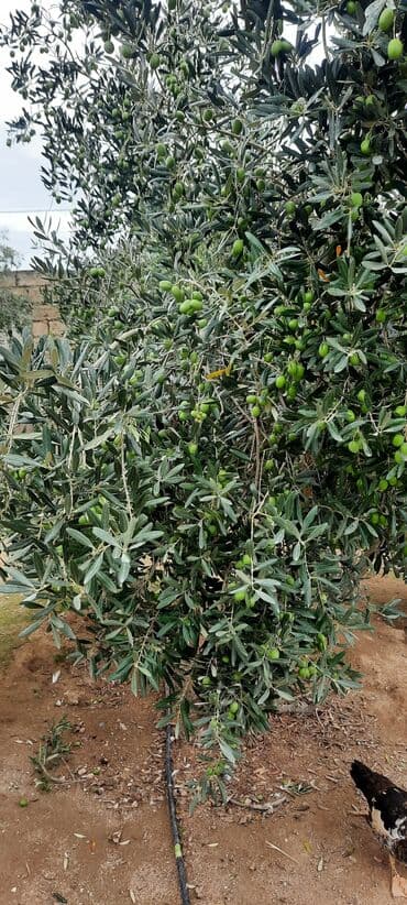 karopka yagi qiymeti: Həyət Zeytunu- 1Kq 2 AZN. Hazır Zeytun Şorabası- 1 Balon 10 AZN — 8