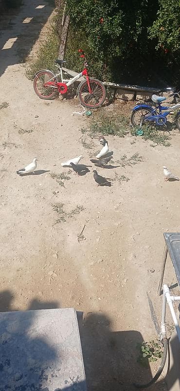 quş hini: Giyercinler tergizmedi. 8 denedi — 4