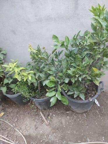 gül toxumları satışı: Agaclar limon🍋 mandalin apersin kinkan fexo diger agaclarda mövcudur — 6
