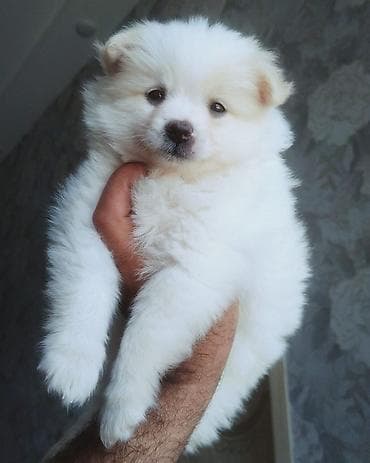 coban iti satilir: Şpitz — 1