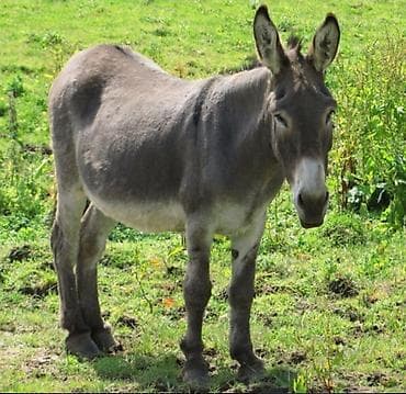 Eşşək – kənd təsərrüfatı və təsərrüfat işləri üçün universal heyvan -