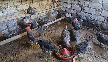 7 aylıq 6 ədəd xarkov xoruzları tam sağlam vaksinləri olunub damazlığa