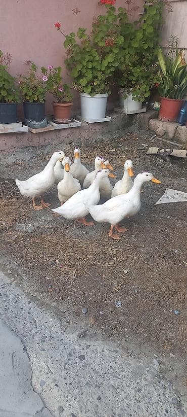 Kuban ördəkləri 9 ədəd 1i 11 azn