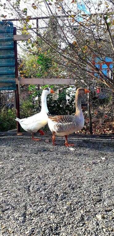 itler tap az: Kobra cinsi deyillər başı çıxanlar bilər nədi bu elanda 1 dənədir 1 — 1