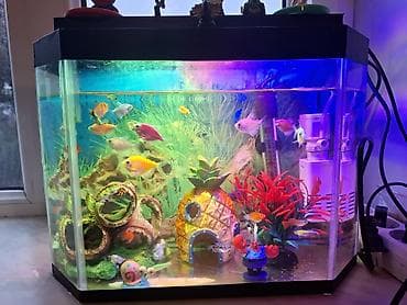 Аквариумы: Akvarium: beşbucaqlı. Ölçüsü 36×15 — 2