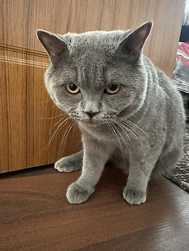 Pişiklər: Britan, Erkək, Yaxşı əllərə — 1