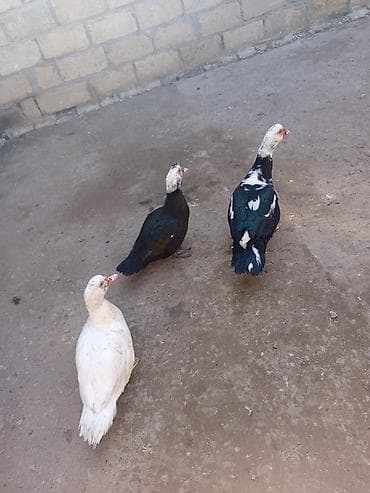 Mal-qara: Tecılı satlir xayiş edirəm boş boş yazmayın ciddi olan buyursun — 1