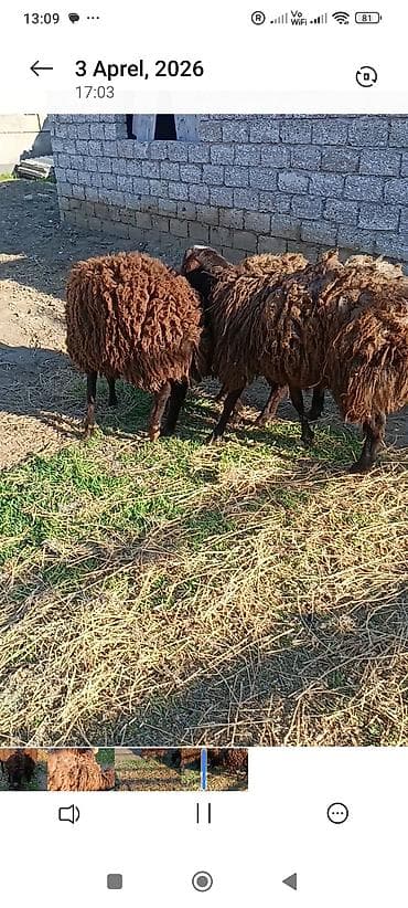 kanqal satisi: Satılır.Temiz yerli cins quzular qoçluq 3 biryerdə 2100 manat — 3