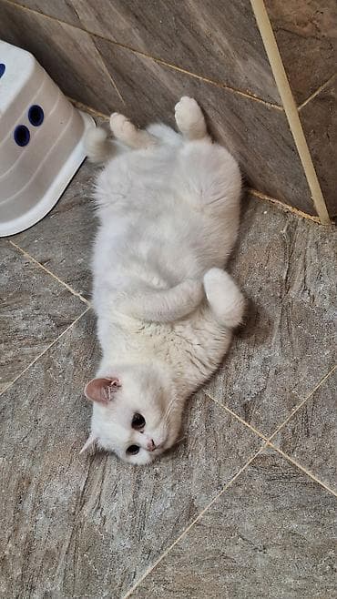 britain pişiyi: Türk anqora, Dişi, Yaxşı əllərə, Ünvandan götürmə — 1