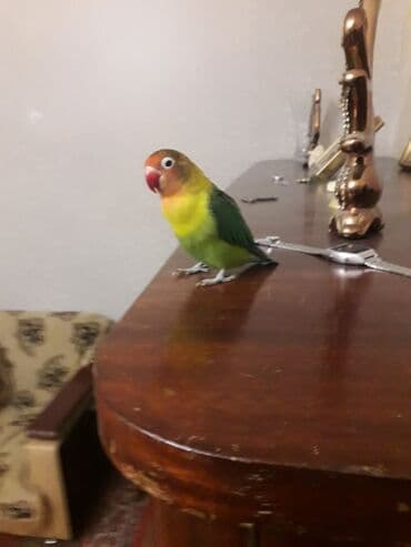 Quşlar: Məhsul: Dalmatinka/agapornis (lovebird) papuqayları – müxtəlif rəng — 9