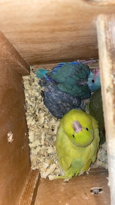 клетка для попугаев: Forpus (cırtdan papuqay) balası - Növ: Forpus – kiçik ölçülü, çox — 4