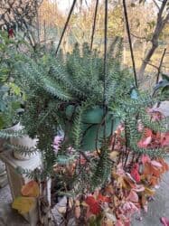 kalanxoye bitkisi: Her kimete var Otaq və balkon üçün dekorativ bitkilər kolleksiyası - — 29