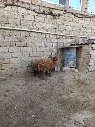 Digər kənd təsərrüfatı heyvanları: Erkək quzu — 4