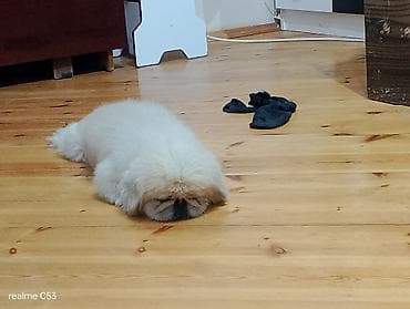 it heyvan: Pekines, 2 il, Erkek, Peyvəndli, Ödənişli çatdırılma — 1