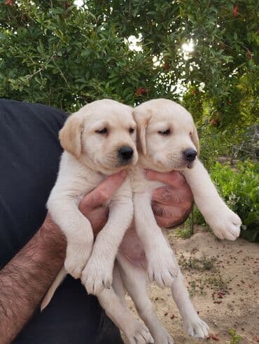 лабрадор: Labrador-retriver, 2 ay, Dişi, Peyvəndli, Ünvandan götürmə — 1