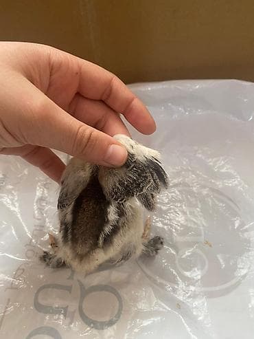 xarkov cuceler: Toyuq cücələri, Damazlıq — 5