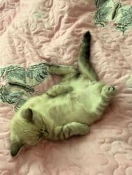 İtlər: Dişi, Yaxşı əllərə, Ödənişli çatdırılma — 1