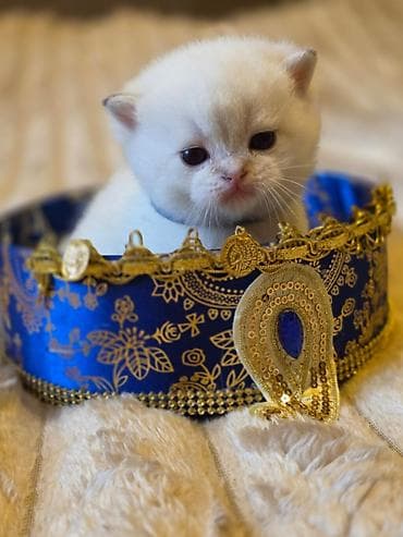 pulsuz pişiy: Britan, Pulsuz çatdırılma — 5