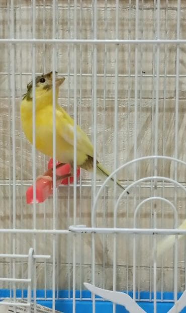 danşan quş: Bülbül Baladilar giymət birinə ayitdir — 3