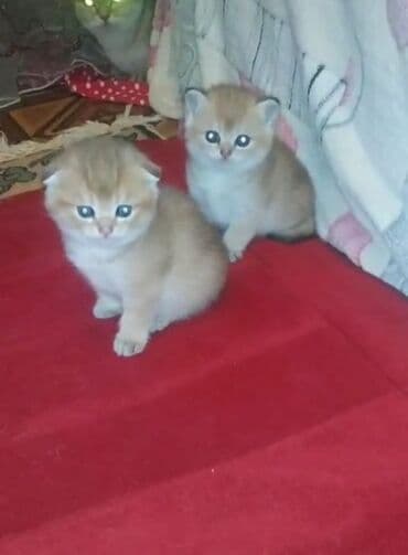 Qızıl şinşilla, Erkək