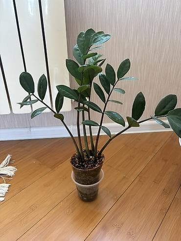 yaz gülləri: Zamioculcas zamiifolia (ZZ plant) – dekorativ otaq bitkisi - Parlaq — 4