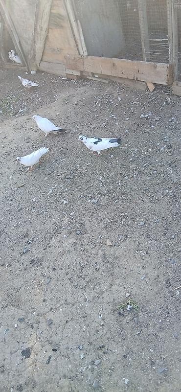 Qıymet bırıne aıtdı qusdar suraxanıdadı — 7