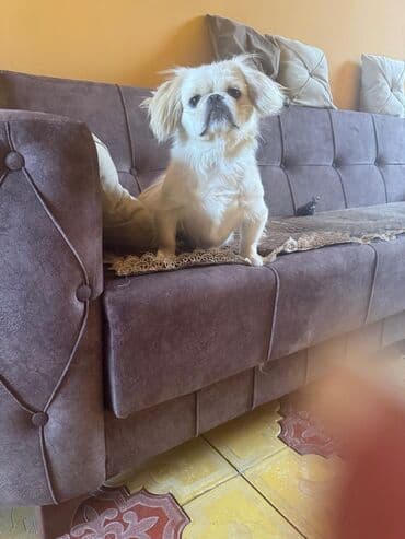 собака бу: Пекинес, 1 год, Самец, С прививками — 3