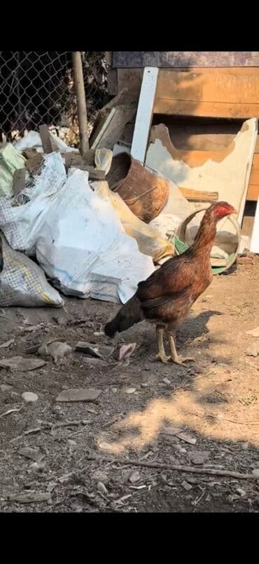 yaponka xoruzlar: Məhsul: Uzunboyun, möhkəm ayaqlı, sərt bədən quruluşlu döyüş tipli — 6