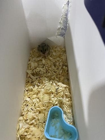 cüce: Cırtdan xomyak (cücə boyda), boz-qəhvəyi rəng çalarları ilə. Boz — 2